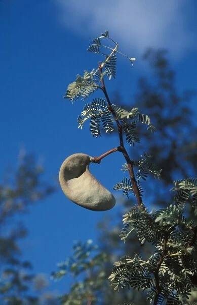 Camel Thorn Acacia (Acacia erioloba) Seed pods - Namibia