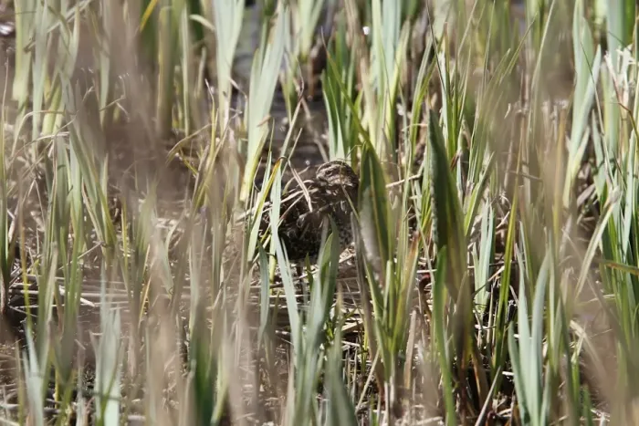 Framed Print : well camouflaged Common Snipe are difficult to see in fresh reed bed growth