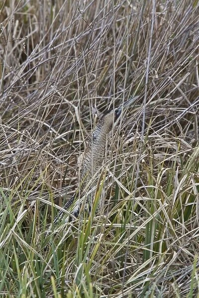 A well camouflaged Great Bittern in reeds at RPSB Minsmere Suffolk
