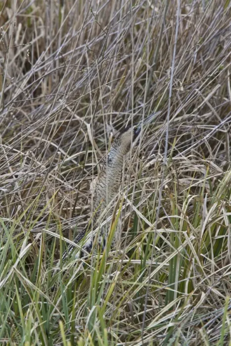 Framed Print : A well camouflaged Great Bittern in reeds at RPSB Minsmere Suffolk Framed Print : A well camouflaged Great Bittern in reeds at RPSB Minsmere Suffolk