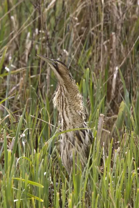Framed Print : A well camouflaged Great Bittern in reeds at RPSB Minsmere Suffolk Framed Print : A well camouflaged Great Bittern in reeds at RPSB Minsmere Suffolk