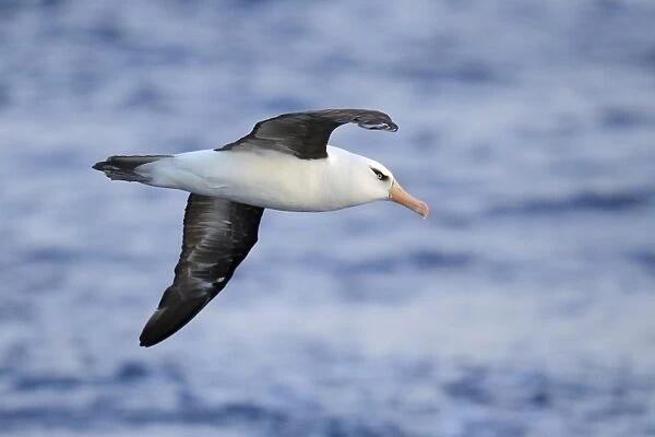 Campbell Albatross (Thalassarche impavida) adult, in flight at sea, off New Zealand, March
