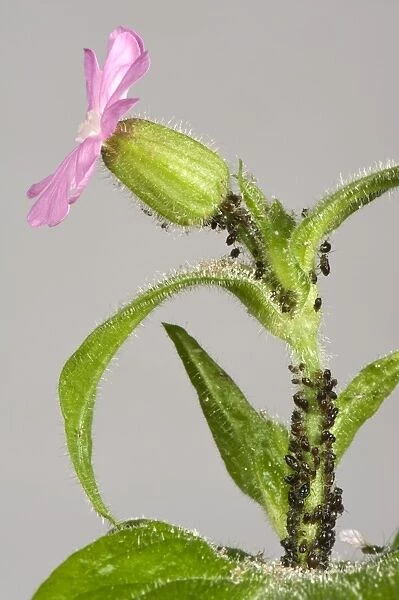 Campion aphids, Brachycaudus lychnidis, colony on flowering red campion, Silene dioica