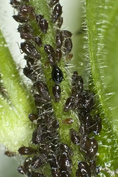 Campion aphids, Brachycaudus lychnidis, colony on flowering red campion, Silene rubra