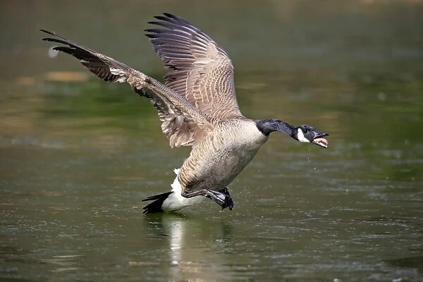 Canada Goose (Branta canadensis) introduced species, adult, in flight, in aggressive threat display over water