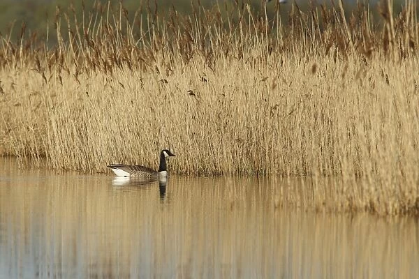 Canada Goose (Branta canadensis) introduced species, adult, swimming beside reedbed, St