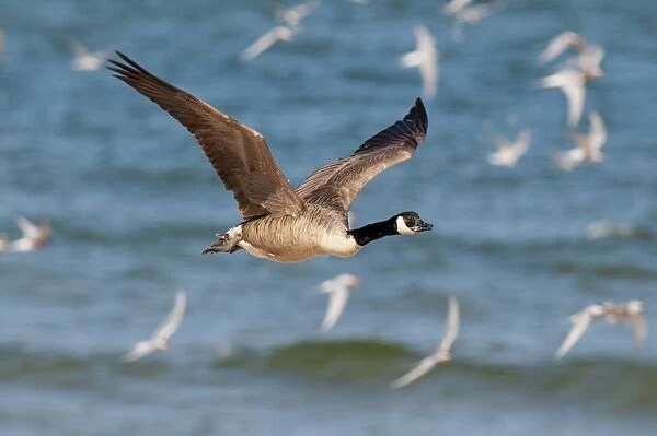 Canada Goose (Branta canadensis) introduced species, adult, in flight through tern colony, Beadnell, Northumberland