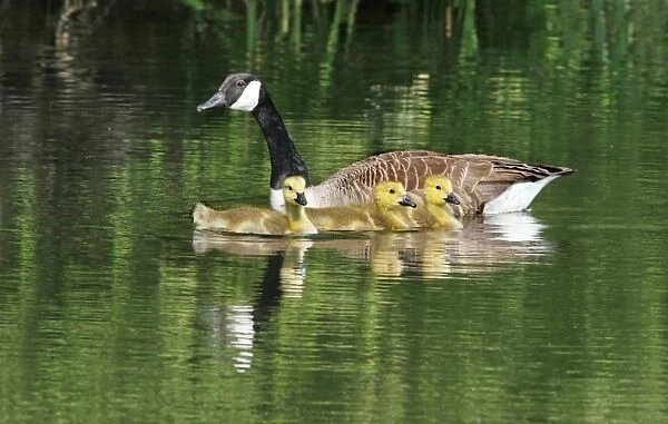 Canada Goose (Branta canadensis) introduced species, adult with three goslings, swimming on lake, Leicestershire, England, may