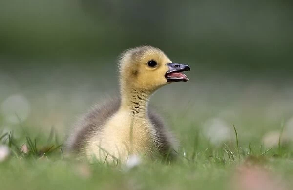 Canada Goose (Branta canadensis) introduced species, gosling, calling, sitting on grass, London, England, may