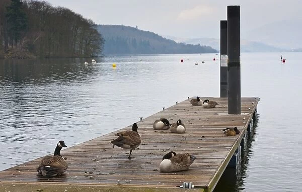 Canada Goose (Branta canadensis) introduced species, flock, resting on jetty at edge of lake, Bowness on Windermere
