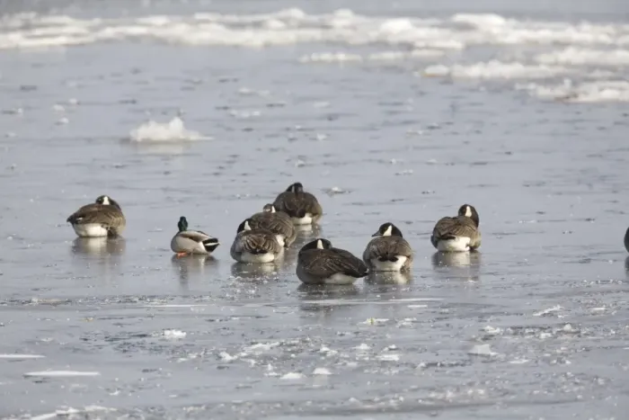 Framed Print : Canada Goose (Branta canadensis) flock, with Mallard Duck (Anas platyrhynchos) adult male Framed Print : Canada Goose (Branta canadensis) flock, with Mallard Duck (Anas platyrhynchos) adult male