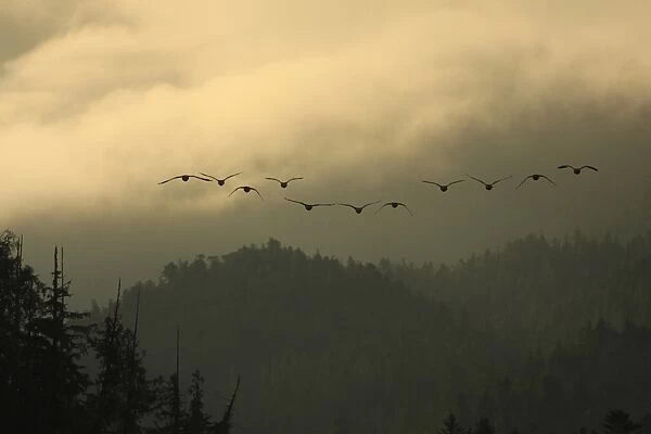 Canada Goose (Branta canadensis) flock, in flight, silhouetted at dawn, over temperate coastal rainforest