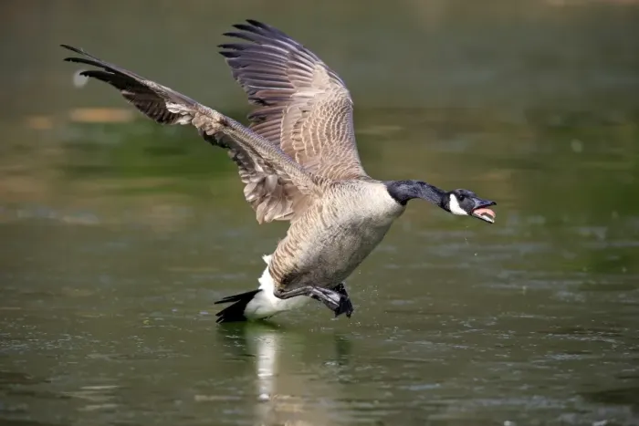 Framed Print : Canada Goose (Branta canadensis) introduced species, adult, in flight, in aggressive threat display over water Framed Print : Canada Goose (Branta canadensis) introduced species, adult, in flight, in aggressive threat display over water