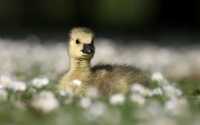 Framed Print : Canada Goose (Branta canadensis) introduced species, gosling, sitting on grass amongst daisies, London, England, may Framed Print : Canada Goose (Branta canadensis) introduced species, gosling, sitting on grass amongst daisies, London, England, may
