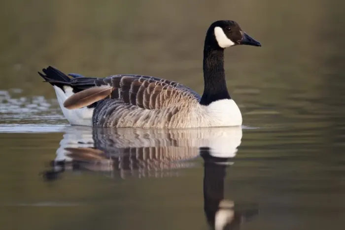 Framed Print : Canada Goose (Branta canadensis) introduced species, adult, moulting feather, swimming, Midlands, England, april Framed Print : Canada Goose (Branta canadensis) introduced species, adult, moulting feather, swimming, Midlands, England, april