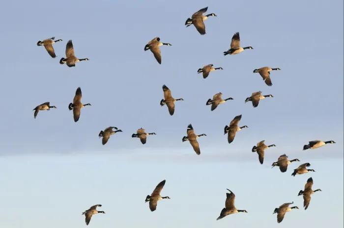 Framed Print : Canada Goose (Branta canadensis) introduced species, flock, in flight, Slimbridge, Gloucestershire, England, december Framed Print : Canada Goose (Branta canadensis) introduced species, flock, in flight, Slimbridge, Gloucestershire, England, december