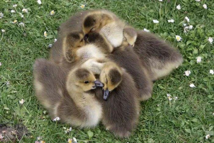 Framed Print : Canada Goose (Branta canadensis) introduced species, goslings, sleeping huddled together, London, England, may