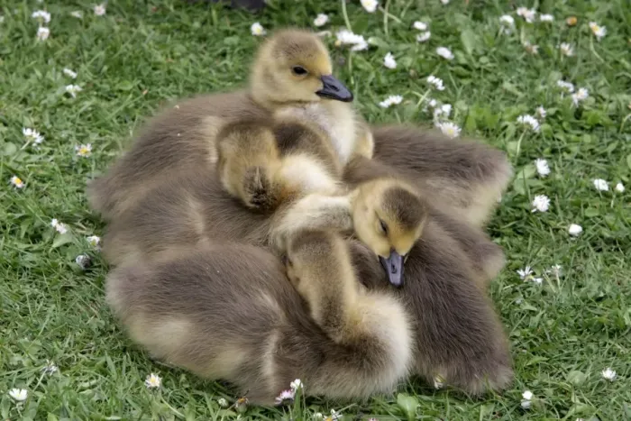 Framed Print : Canada Goose (Branta canadensis) introduced species, goslings, sleeping huddled together, London, England, may Framed Print : Canada Goose (Branta canadensis) introduced species, goslings, sleeping huddled together, London, England, may