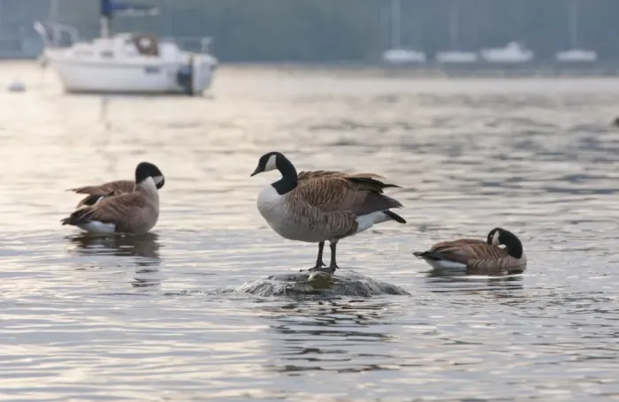 Framed Print : Canada Goose (Branta canadensis) introduced species, three adults, preening on lake, Bowness on Windermere Framed Print : Canada Goose (Branta canadensis) introduced species, three adults, preening on lake, Bowness on Windermere