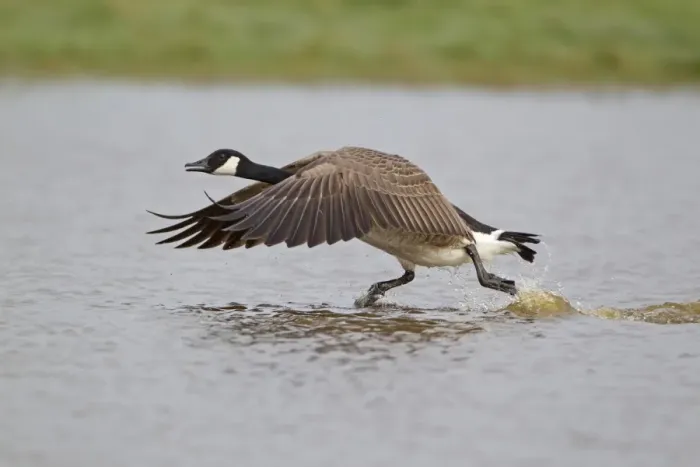 Framed Print : Canada Goose (Branta canadensis) introduced species, adult, running across water to take off, Suffolk, England, april Framed Print : Canada Goose (Branta canadensis) introduced species, adult, running across water to take off, Suffolk, England, april