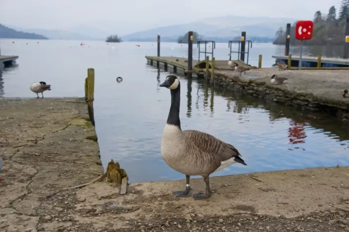 Framed Print : Canada Goose (Branta canadensis) introduced species, adults, standing on jetty at edge of lake, Bowness on Windermere Framed Print : Canada Goose (Branta canadensis) introduced species, adults, standing on jetty at edge of lake, Bowness on Windermere