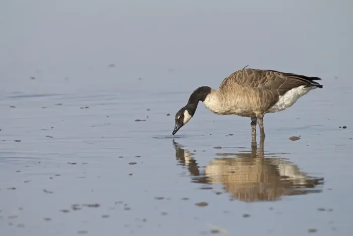Framed Print : Canada Goose (Branta canadensis) introduced species, adult, feeding in shallow water, in coastal wetland Framed Print : Canada Goose (Branta canadensis) introduced species, adult, feeding in shallow water, in coastal wetland