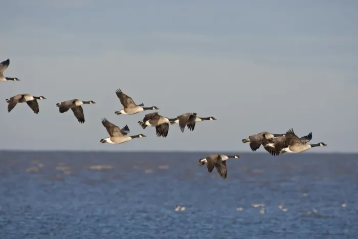 Framed Print : Canada Goose (Branta canadensis) introduced species, flock, in flight over coast, Snettisham RSPB Reserve, Norfolk Framed Print : Canada Goose (Branta canadensis) introduced species, flock, in flight over coast, Snettisham RSPB Reserve, Norfolk