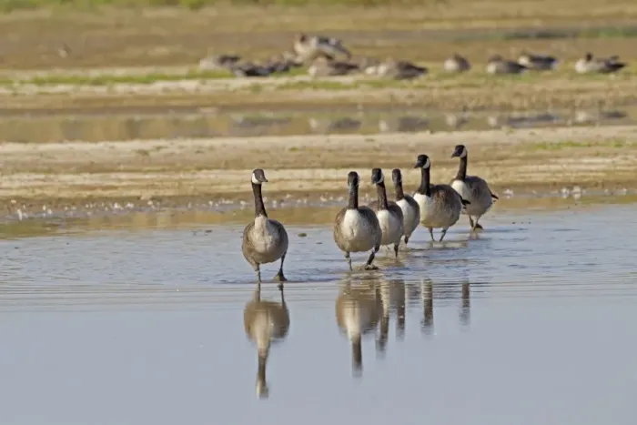 Framed Print : Canada Goose (Branta canadensis) introduced species, six adults, walking in single file, in coastal wetland
