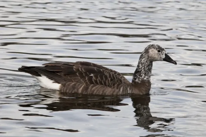 Framed Print : Canada Goose (Branta canadensis) x Greylag Goose (Anser anser) Canlag hybrid, adult, swimming on lake in city parkland