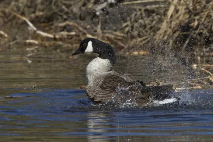 Framed Print : Canada Goose splash bathing Framed Print : Canada Goose splash bathing