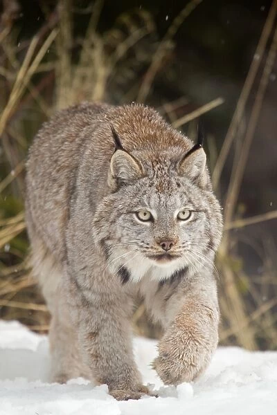 Canadian Lynx (Lynx canadensis) adult, walking in snow, Montana, U. S. A. january (captive)