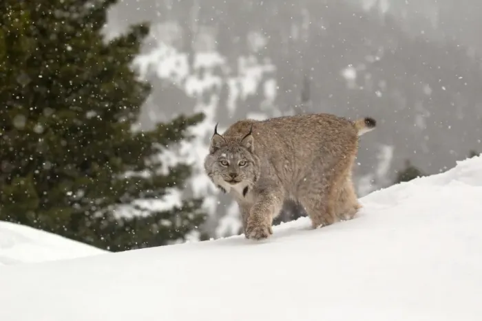 Framed Print : Canadian Lynx (Lynx canadensis) adult, walking in snow during snowfall, Montana, U. S. A. january (captive)