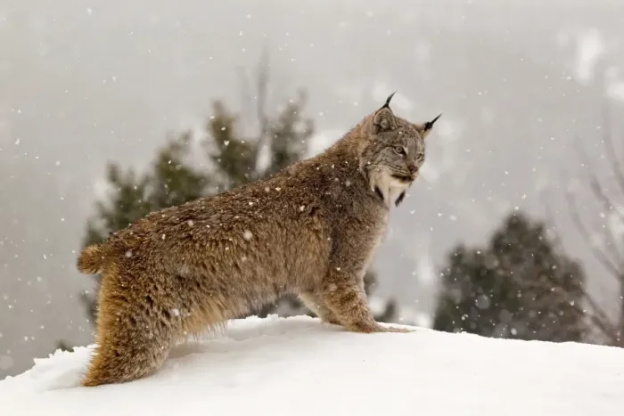Framed Print : Canadian Lynx (Lynx canadensis) adult, standing in snow during snowfall, Montana, U. S. A. january (captive) Framed Print : Canadian Lynx (Lynx canadensis) adult, standing in snow during snowfall, Montana, U. S. A. january (captive)
