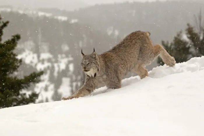 Framed Print : Canadian Lynx (Lynx canadensis) adult, walking in snow during snowfall, Montana, U. S. A. january (captive)