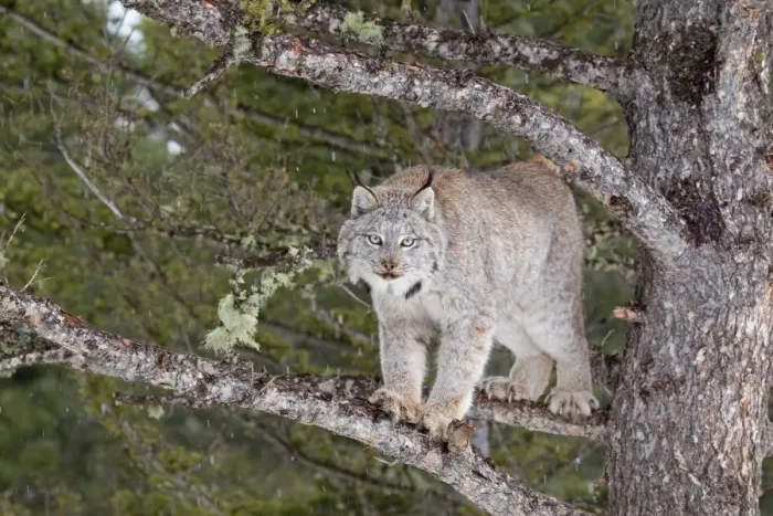 Framed Print : Canadian Lynx (Lynx canadensis) adult, standing on branches in conifer tree, Montana, U. S. A. january (captive) Framed Print : Canadian Lynx (Lynx canadensis) adult, standing on branches in conifer tree, Montana, U. S. A. january (captive)