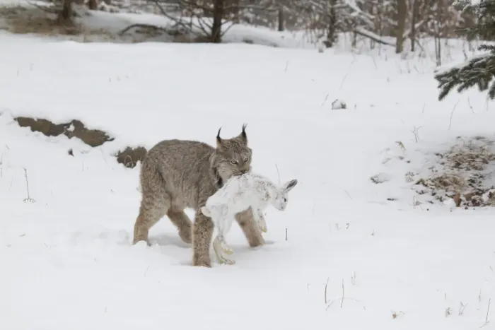 Framed Print : Canadian Lynx (Lynx canadensis) adult, walking on snow in forest clearing with Snowshoe Hare (Lepus americanus) prey Framed Print : Canadian Lynx (Lynx canadensis) adult, walking on snow in forest clearing with Snowshoe Hare (Lepus americanus) prey