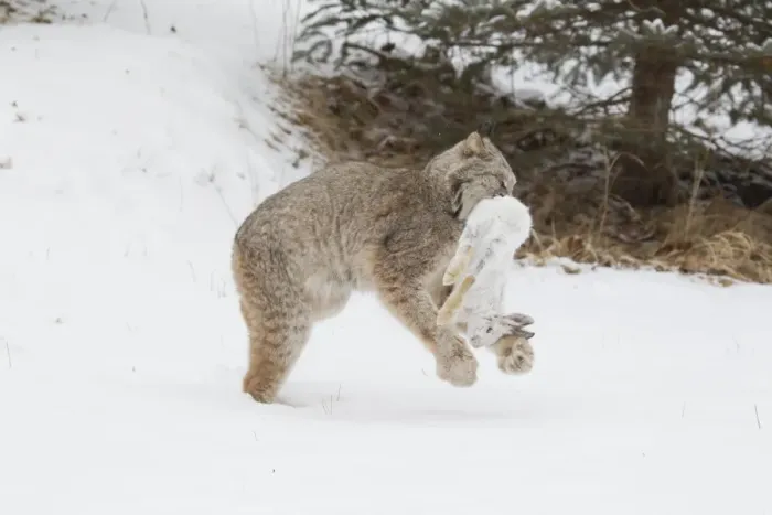 Framed Print : Canadian Lynx (Lynx canadensis) adult, walking on snow in forest clearing with Snowshoe Hare (Lepus americanus) prey Framed Print : Canadian Lynx (Lynx canadensis) adult, walking on snow in forest clearing with Snowshoe Hare (Lepus americanus) prey