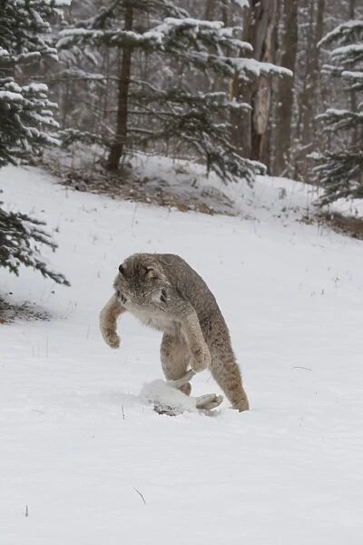 Canadian Lynx (Lynx canadensis) adult, attacking Snowshoe Hare (Lepus americanus) prey, in snow, Minnesota, U. S. A