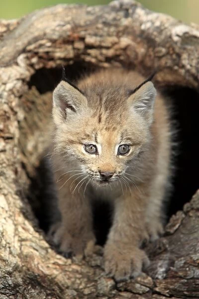 Canadian Lynx (Lynx canadensis) eight-weeks old cub, in hollow tree trunk, Montana, U. S. A. june (captive)
