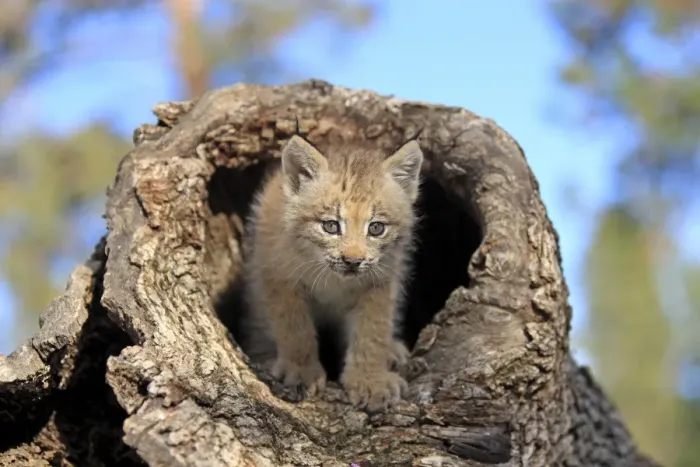Framed Print : Canadian Lynx (Lynx canadensis) eight-weeks old cub, in hollow tree trunk, Montana, U. S. A. june (captive)