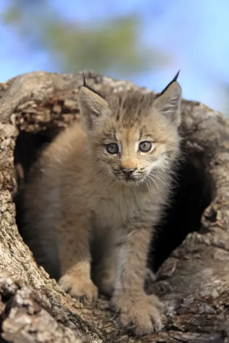 Framed Print : Canadian Lynx (Lynx canadensis) eight-weeks old cub, in hollow tree trunk, Montana, U. S. A. june (captive)