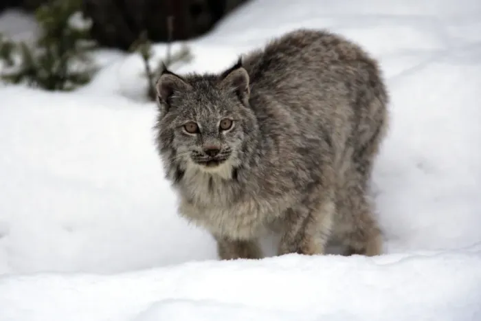 Framed Print : Canadian Lynx (Lynx canadensis) young, standing in snow, Montana, U. S. A. winter (captive) Framed Print : Canadian Lynx (Lynx canadensis) young, standing in snow, Montana, U. S. A. winter (captive)