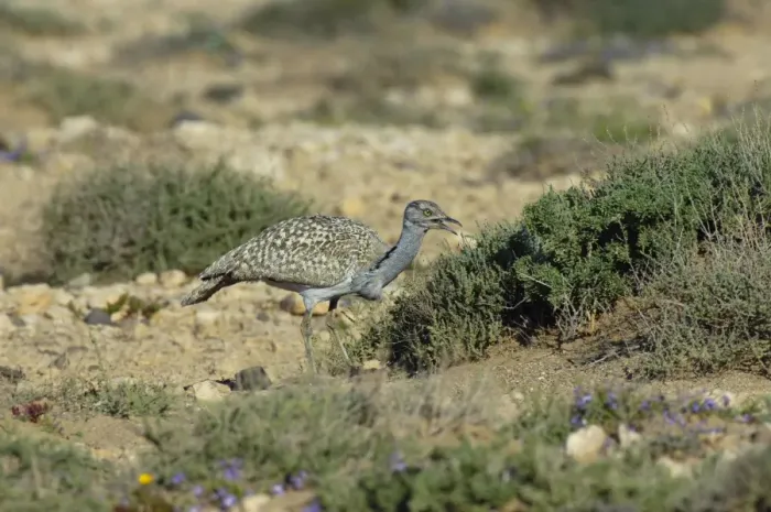 Framed Print : Canarian Houbara Bustard (Chlamydotis undulata fuertaventurae) adult, feeding, Fuerteventura, Canary Islands, march Framed Print : Canarian Houbara Bustard (Chlamydotis undulata fuertaventurae) adult, feeding, Fuerteventura, Canary Islands, march