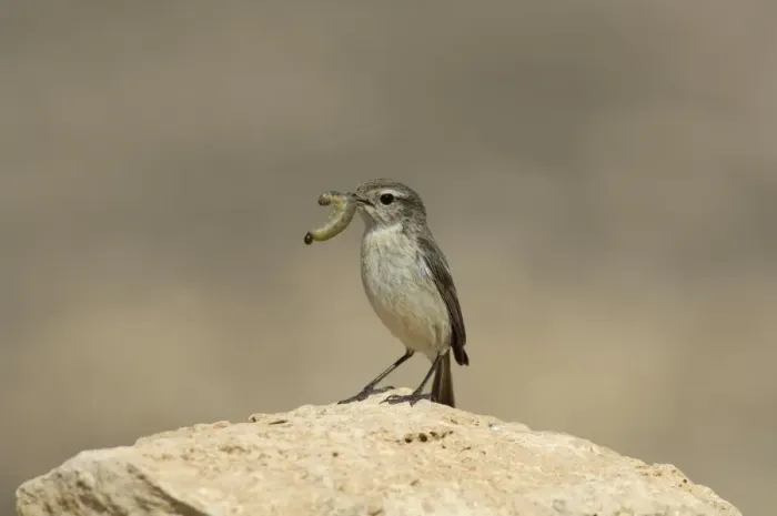 Framed Print : Canary Islands Chat (Saxicola dacotiae) adult female, with caterpillar in beak, perched on rock, Fuerteventura, Canary Islands, march