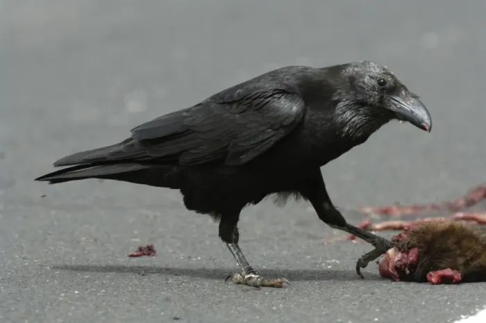 Framed Print : Canary Islands Raven (Corvus corax tingitanus) adult, feeding on roadkill, Fuerteventura, Canary Islands, march Framed Print : Canary Islands Raven (Corvus corax tingitanus) adult, feeding on roadkill, Fuerteventura, Canary Islands, march