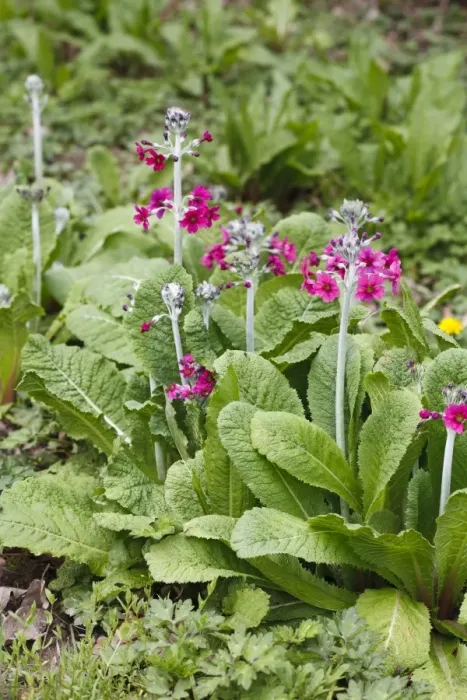 Framed Print : Candelabra Primrose (Primula pulverulenta) flowering, naturalized in woodland garden, Powys, Wales, May