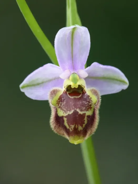 Framed Print : Candid Orchid (Ophrys candica) close-up of flower, Peloponesos, Southern Greece, april Framed Print : Candid Orchid (Ophrys candica) close-up of flower, Peloponesos, Southern Greece, april