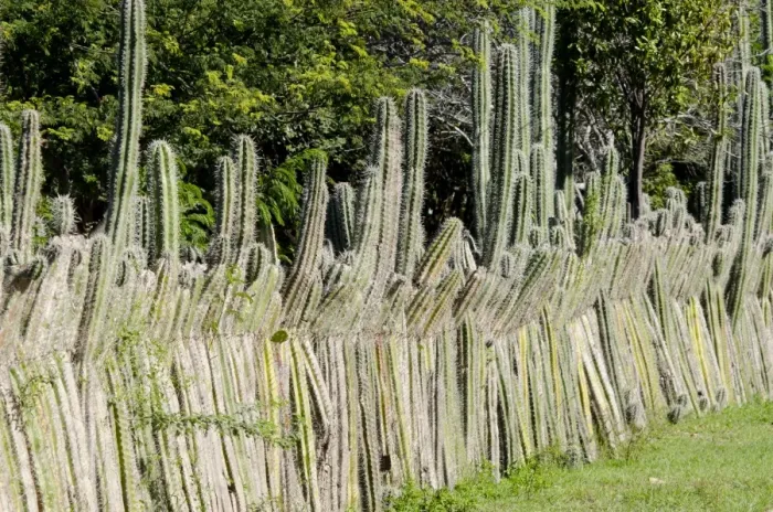 Framed Print : Candle Cactus (Ritterocereus griseus) stems, used for livestock fencing, Bonaire, Leeward Antilles, Lesser Antilles, Caribbean