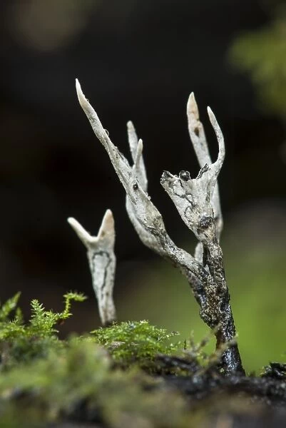 Candle-snuff Fungus (Xylaria hypoxylon) fruiting bodies, growing on moss covered rotting wood, Kent, England, October