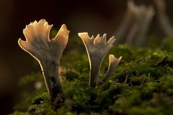 Candle-snuff Fungus (Xylaria hypoxylon) fruiting bodies, growing amongst moss, South Yorkshire, England, October